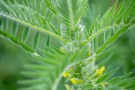 Astragalus close-up. Also called milk vetch, goat's-thorn or vine-like. Spring green background. Wild plant.の写真素材