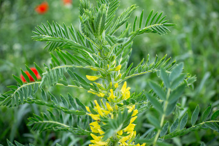 Astragalus close-up. Also called milk vetch, goat's-thorn or vine-like. Spring green background. Wild plant.の写真素材