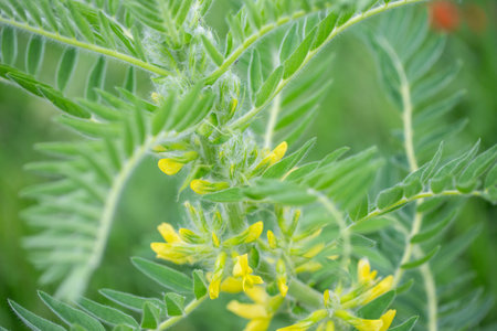 Astragalus close-up. Also called milk vetch, goat's-thorn or vine-like. Spring green background. Wild plant.の写真素材