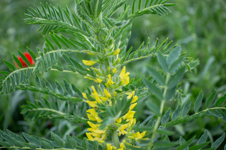 Astragalus close-up. Also called milk vetch, goat's-thorn or vine-like. Spring green background. Wild plant.の写真素材