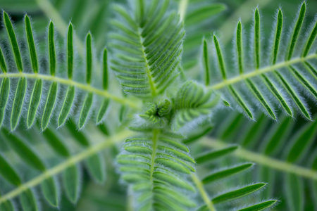 Astragalus close-up. Also called milk vetch, goat's-thorn or vine-like. Spring green background. Wild plant.の写真素材