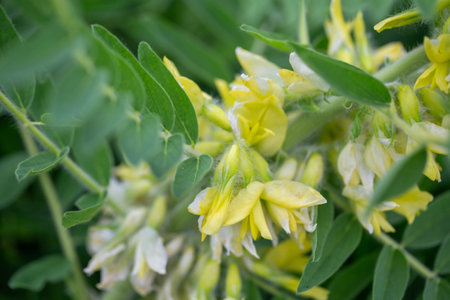 Astragalus close-up. Also called milk vetch, goat's-thorn or vine-like. Spring green background. Wild plant.の写真素材