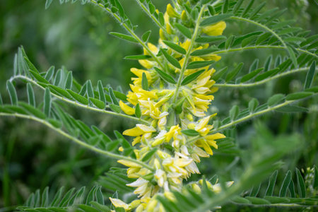 Astragalus close-up. Also called milk vetch, goat's-thorn or vine-like. Spring green background. Wild plant.の写真素材