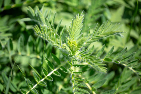 Astragalus close-up. Also called milk vetch, goat's-thorn or vine-like. Spring green background. Wild plant.の写真素材