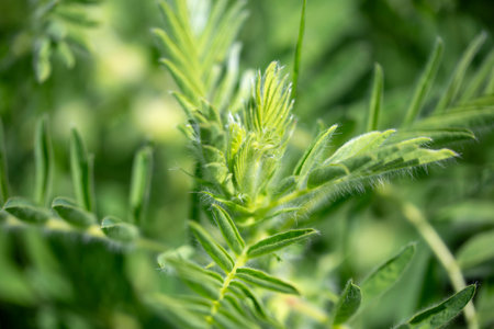 Astragalus close-up. Also called milk vetch, goat's-thorn or vine-like. Spring green background. Wild plant.の写真素材