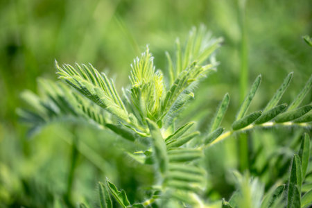 Astragalus close-up. Also called milk vetch, goat's-thorn or vine-like. Spring green background. Wild plant.の写真素材