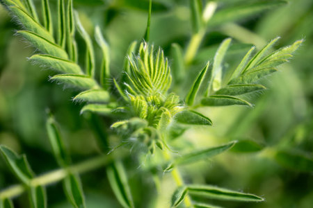 Astragalus close-up. Also called milk vetch, goat's-thorn or vine-like. Spring green background. Wild plant.の写真素材