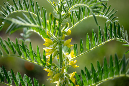 Astragalus close-up. Also called milk vetch, goat's-thorn or vine-like. Spring green background. Wild plant.の写真素材