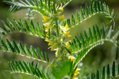 Astragalus close-up. Also called milk vetch, goat's-thorn or vine-like. Spring green background. Wild plant.の写真素材