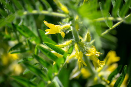 Astragalus close-up. Also called milk vetch, goat's-thorn or vine-like. Spring green background. Wild plant.の写真素材