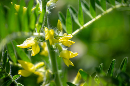 Astragalus close-up. Also called milk vetch, goat's-thorn or vine-like. Spring green background. Wild plant.の写真素材