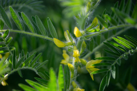 Astragalus close-up. Also called milk vetch, goat's-thorn or vine-like. Spring green background. Wild plant.の写真素材