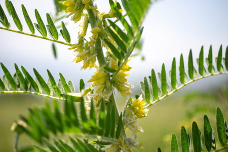 Astragalus close-up. Also called milk vetch, goat's-thorn or vine-like. Spring green background. Wild plant.の写真素材