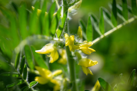 Astragalus close-up. Also called milk vetch, goat's-thorn or vine-like. Spring green background. Wild plant.の写真素材