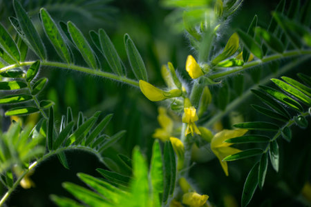 Astragalus close-up. Also called milk vetch, goat's-thorn or vine-like. Spring green background. Wild plant.の写真素材