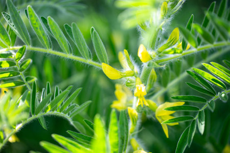 Astragalus close-up. Also called milk vetch, goat's-thorn or vine-like. Spring green background. Wild plant.の写真素材