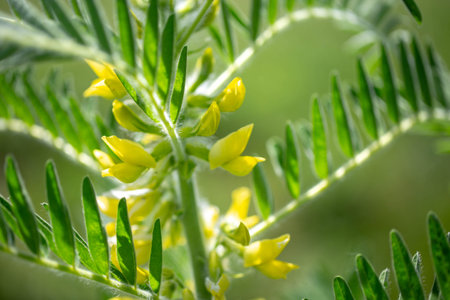 Astragalus close-up. Also called milk vetch, goat's-thorn or vine-like. Spring green background. Wild plant.の写真素材
