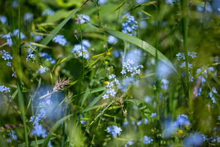Forget-me-not Myosotis sylvatica. blue flowers growing in a field.の写真素材