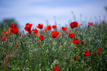 red poppies. blooming spring flowers. poppy fieldの写真素材