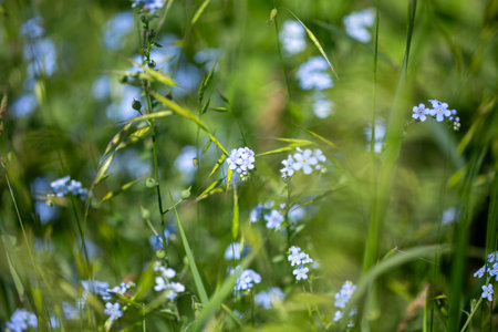 Forget-me-not Myosotis sylvatica. blue flowers growing in a field.の写真素材