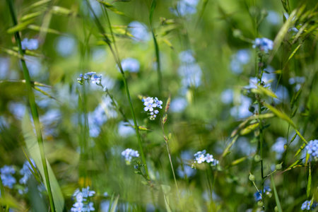 Forget-me-not Myosotis sylvatica. blue flowers growing in a field.の写真素材