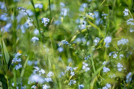 Forget-me-not Myosotis sylvatica. blue flowers growing in a field.の写真素材
