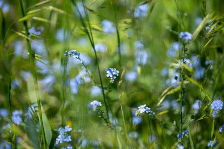 Forget-me-not Myosotis sylvatica. blue flowers growing in a field.の写真素材