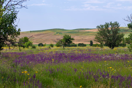 Spring landscape in Kyrgyzstan with blooming purple sage and yellow wildflowers under a blue skyの写真素材