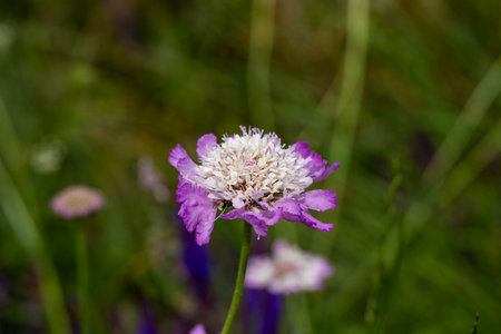 Scabiosa columbaria. Spring landscape with flowering medicinal herbs, Scabiosa columbaria, yarrow. Spring in the foothills of Kyrgyzstan.の写真素材