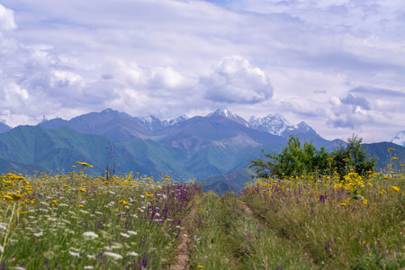 Spring landscape in Kyrgyzstan with blooming purple sage and yellow wildflowers under a blue skyの写真素材