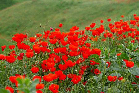 red poppies. blooming spring flowers. poppy fieldの写真素材