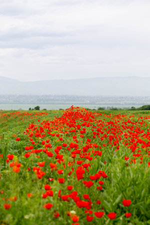 red poppies. blooming spring flowers. poppy fieldの写真素材