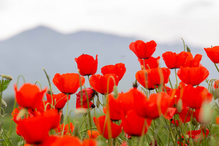 red poppies. blooming spring flowers. poppy fieldの写真素材