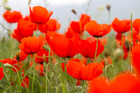 red poppies. blooming spring flowers. poppy fieldの写真素材
