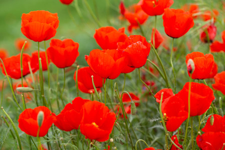 red poppies. blooming spring flowers. poppy fieldの写真素材