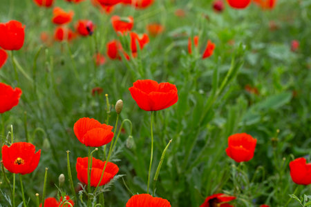 red poppies. blooming spring flowers. poppy fieldの写真素材