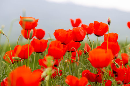 red poppies. blooming spring flowers. poppy fieldの写真素材