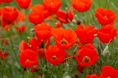 red poppies. blooming spring flowers. poppy fieldの写真素材