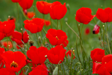 red poppies. blooming spring flowers. poppy field
