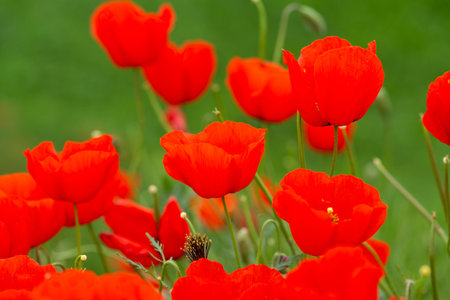 red poppies. blooming spring flowers. poppy fieldの写真素材