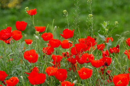red poppies. blooming spring flowers. poppy fieldの写真素材