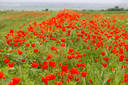 red poppies. blooming spring flowers. poppy fieldの写真素材