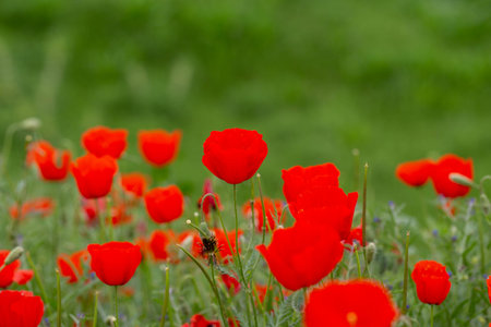 red poppies. blooming spring flowers. poppy fieldの写真素材