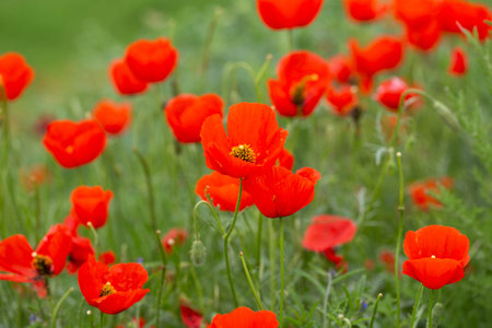 red poppies. blooming spring flowers. poppy fieldの写真素材