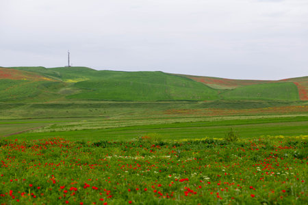 red poppies. blooming spring flowers. poppy fieldの写真素材