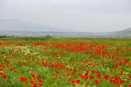 red poppies. blooming spring flowers. poppy fieldの写真素材