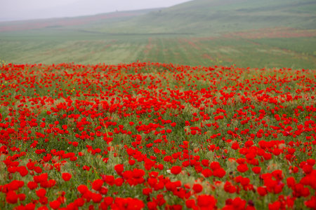 red poppies. blooming spring flowers. poppy fieldの写真素材