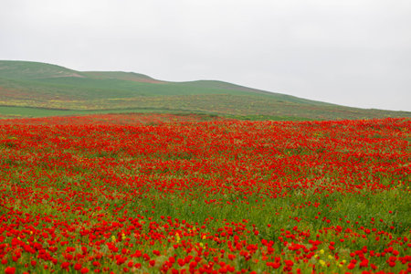 red poppies. blooming spring flowers. poppy fieldの写真素材
