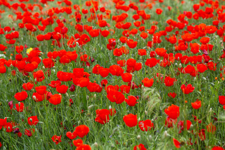 red poppies. blooming spring flowers. poppy fieldの写真素材