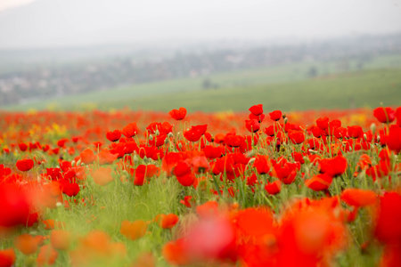 red poppies. blooming spring flowers. poppy fieldの写真素材